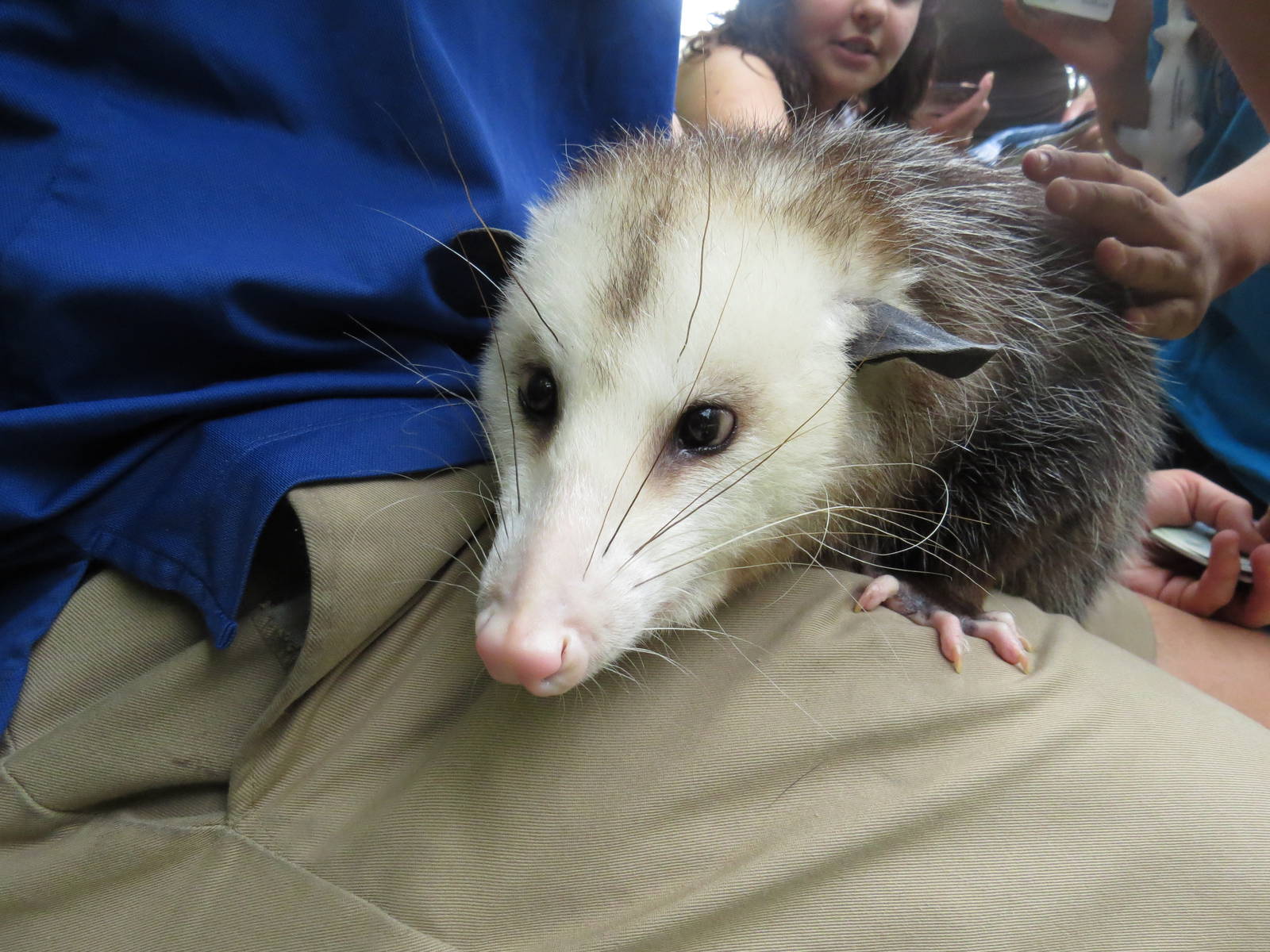Virginia opossum, March 2015