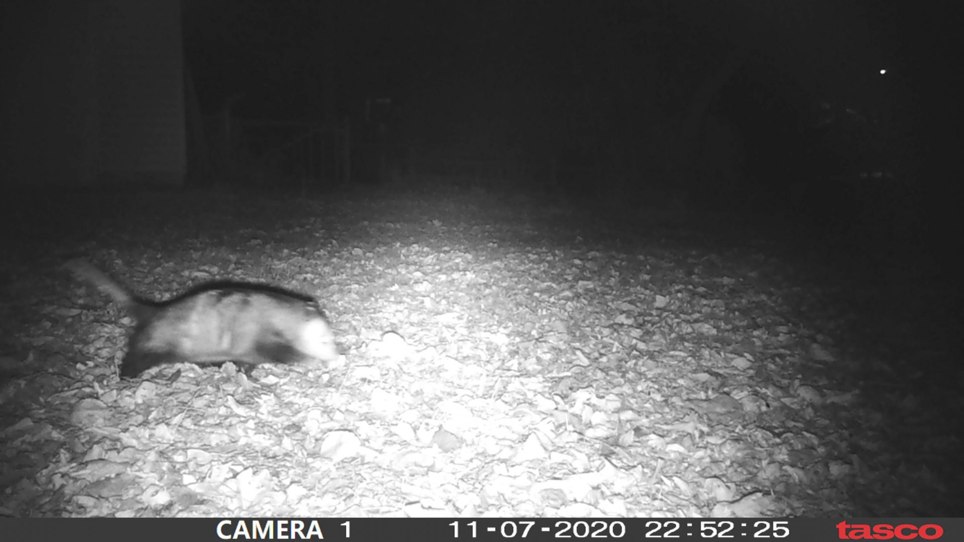 Virginia opossum