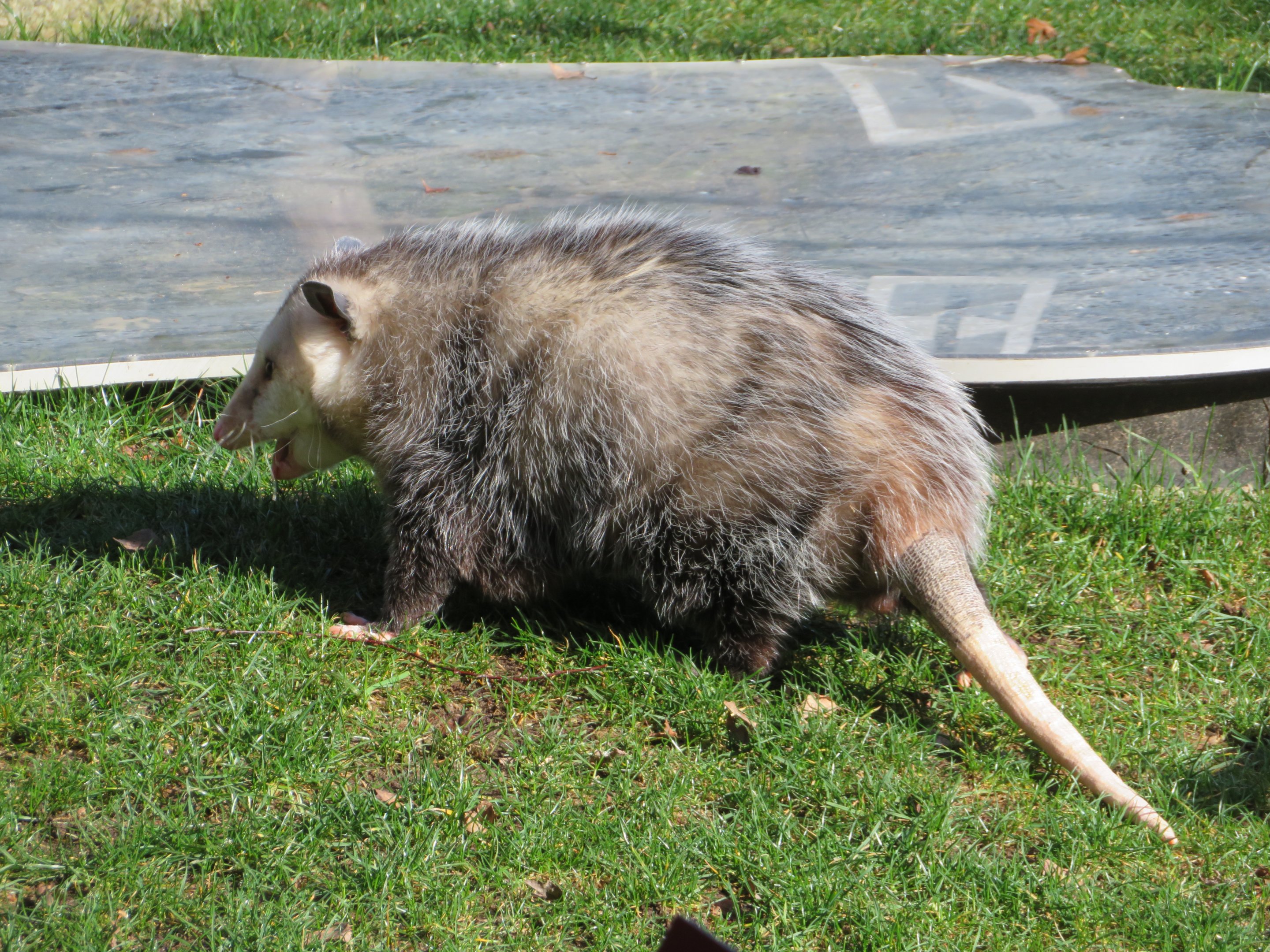 Virginia Opossum