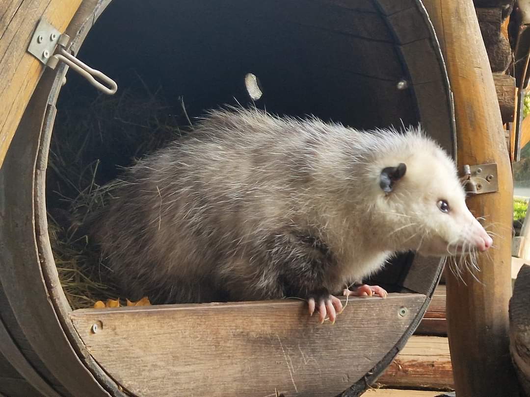 Virginia Opossum