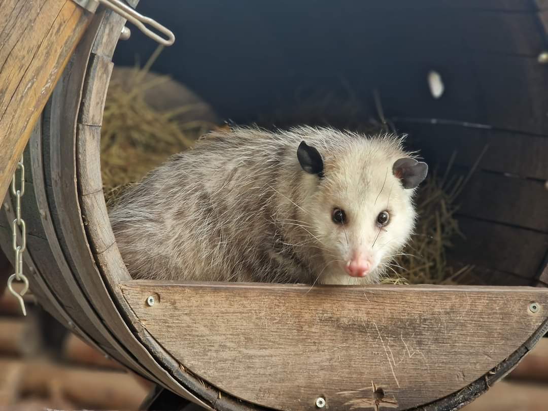 Virginia Opossum