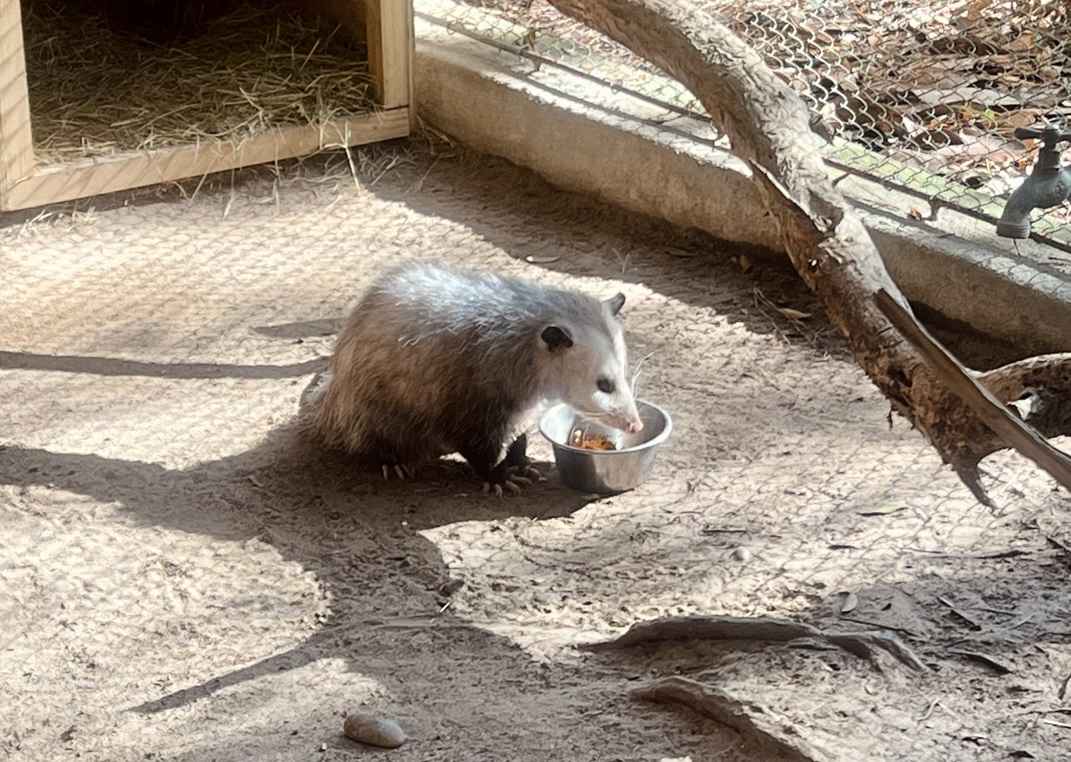 Virginia Opossum