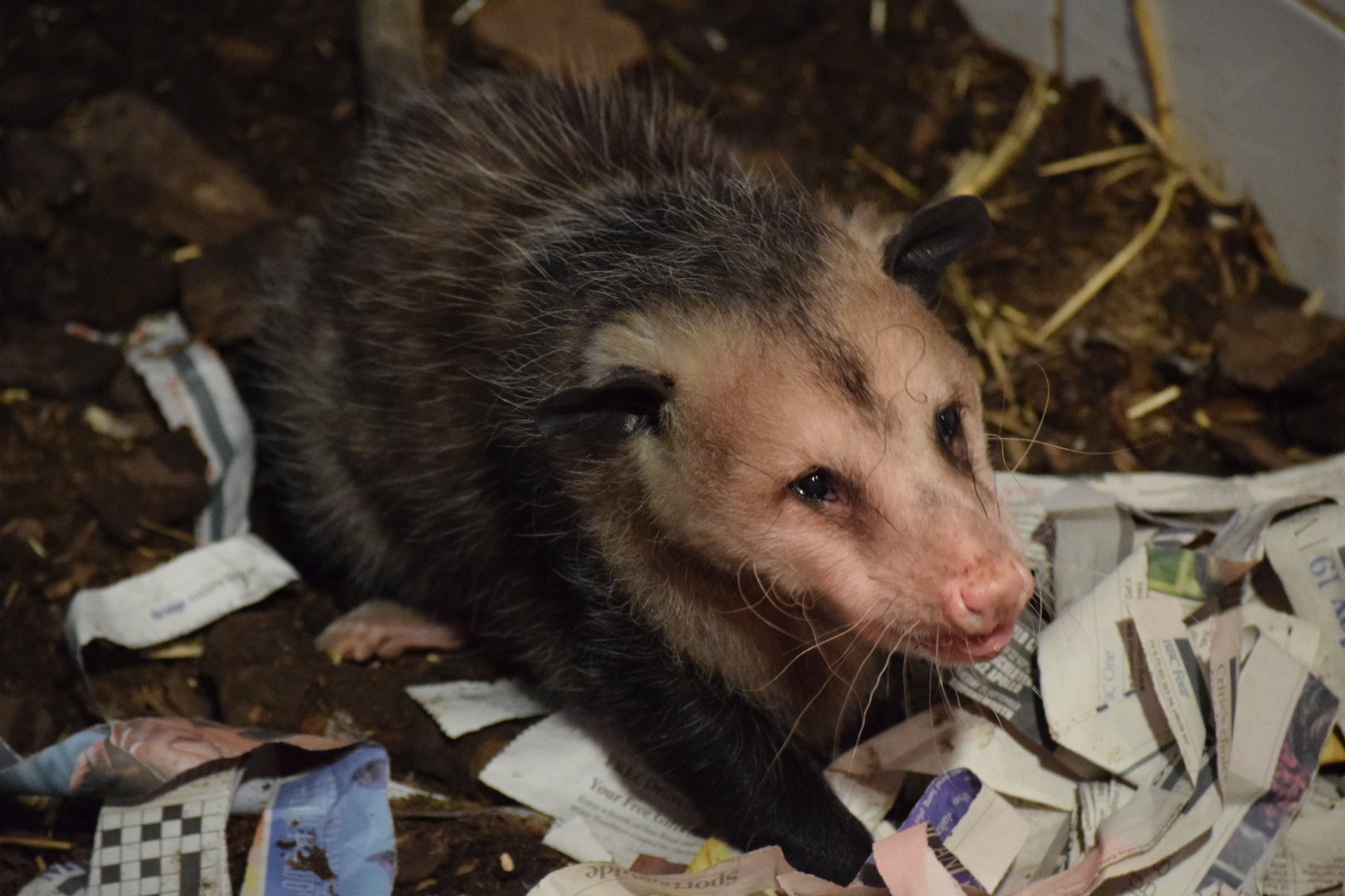 Virginia Opossum