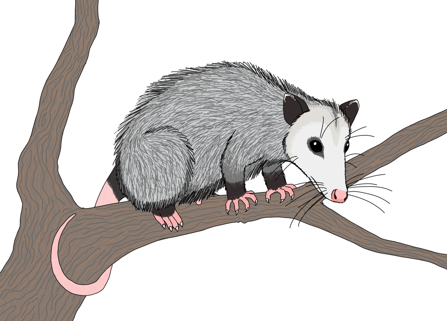 Virginia Opossum