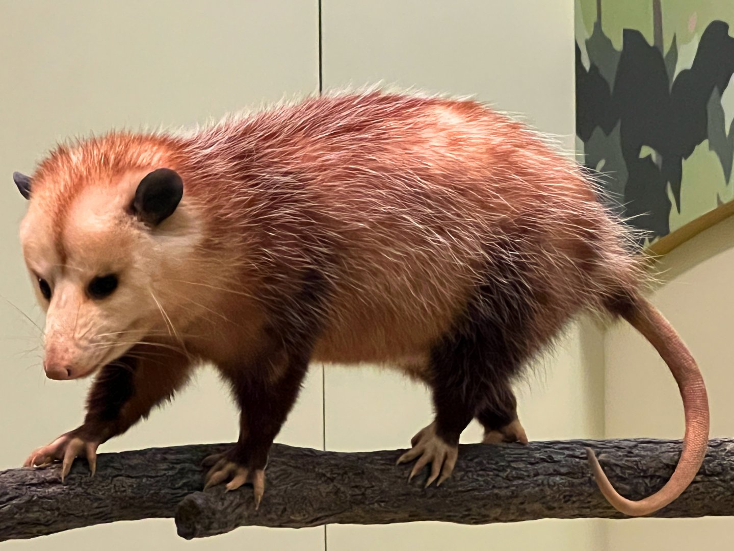 Virginia Opossum