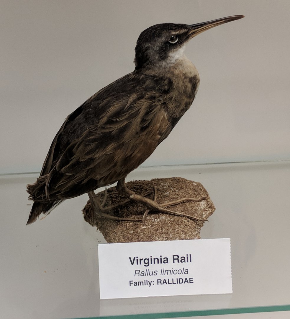 Virginia rail (Rallus limicola)