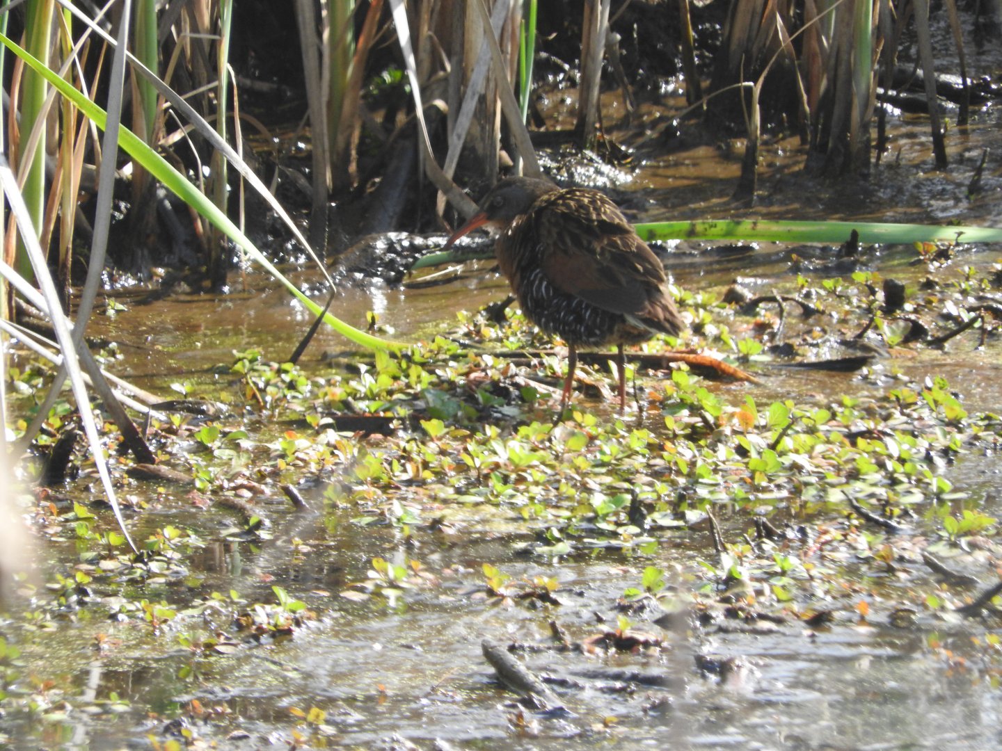 Virginia Rail
