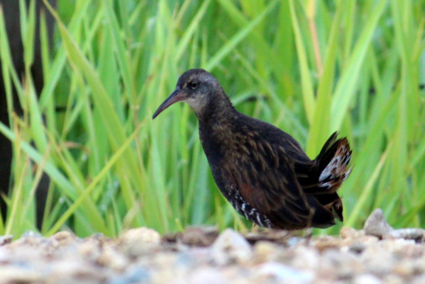Virginia Rail