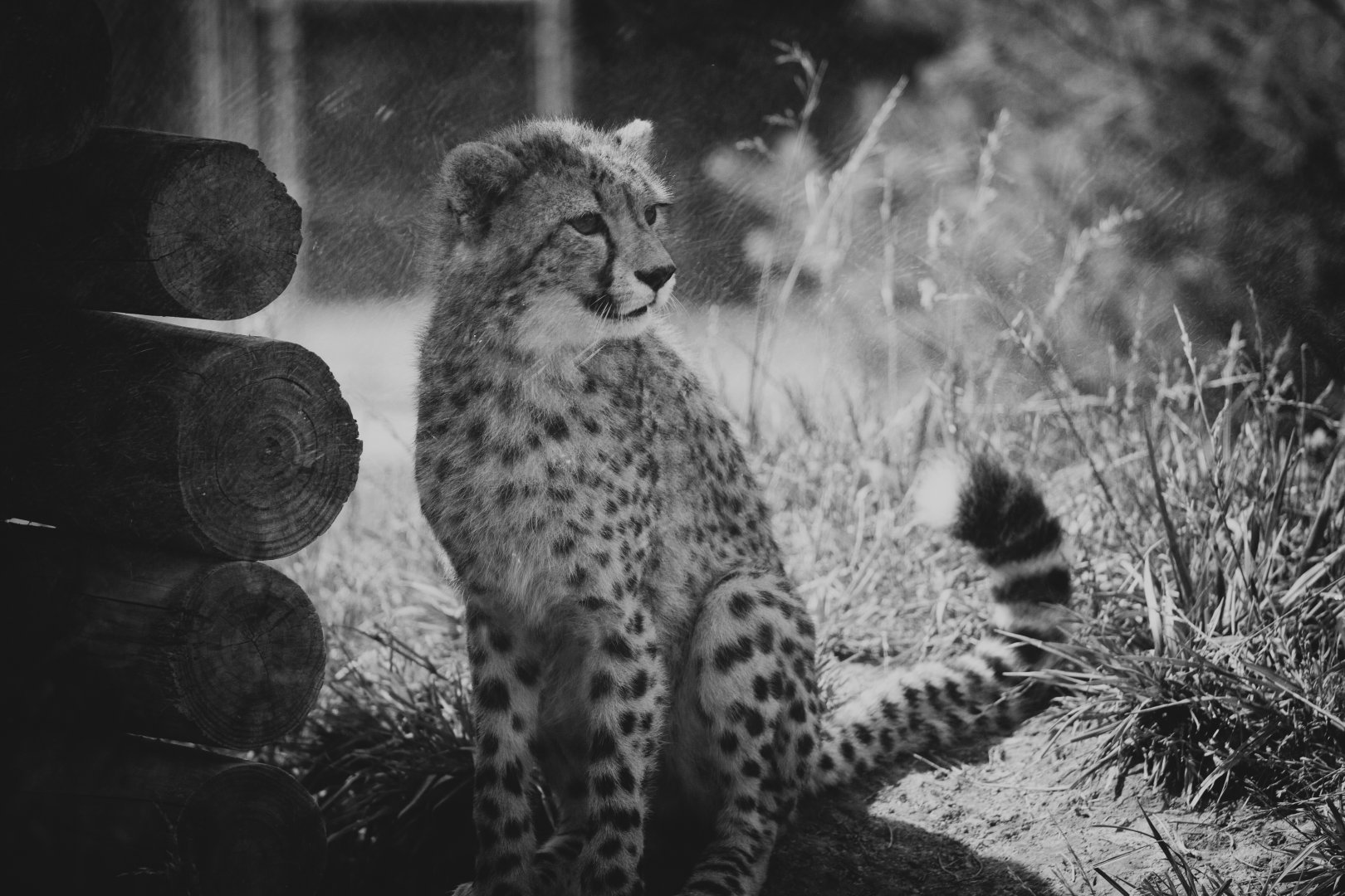 Virginia Safari Park - 8 month old cheetah cub