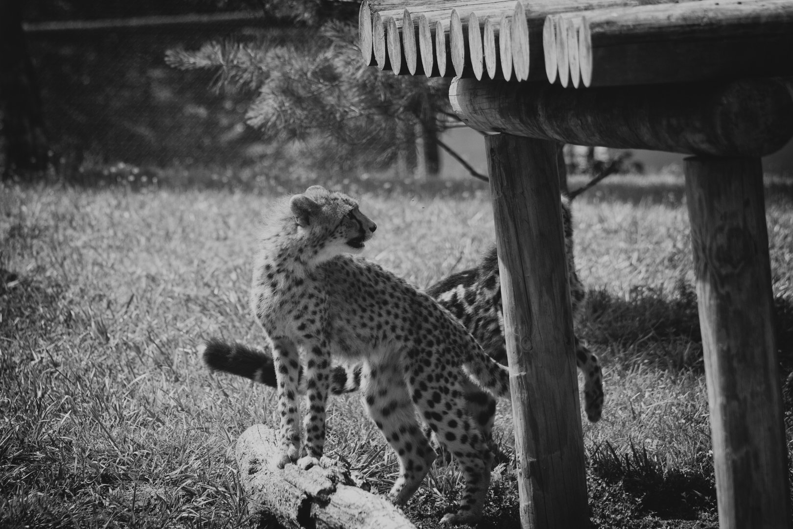 Virginia Safari Park - 8 month old cheetah cubs