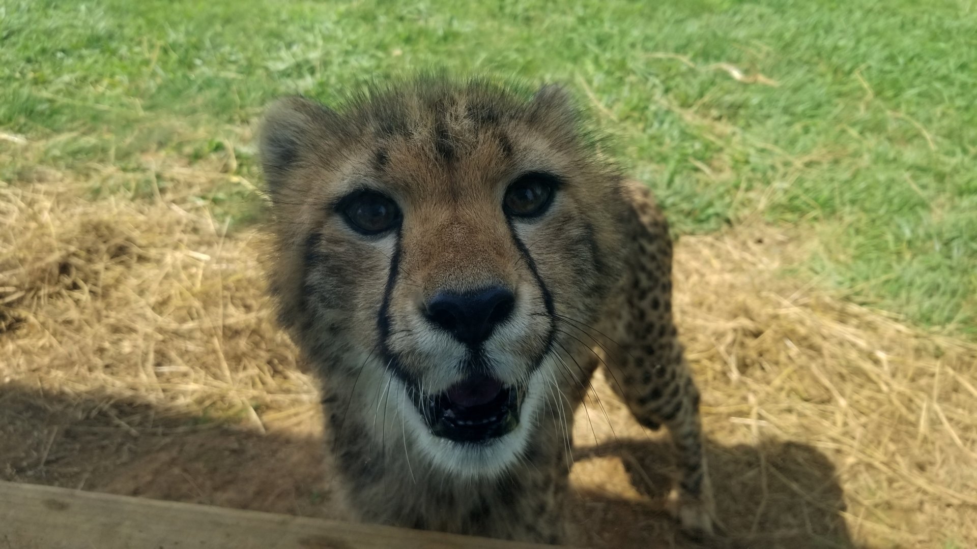 Virginia Safari Park - 8 month old cheetah