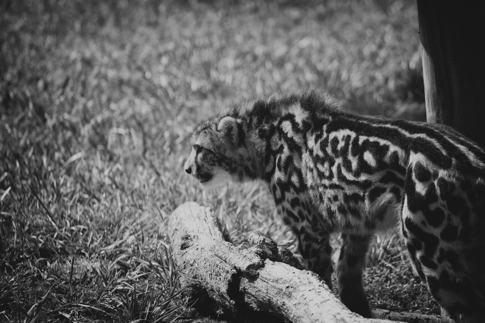 Virginia Safari Park - 8 month old king cheetah cub