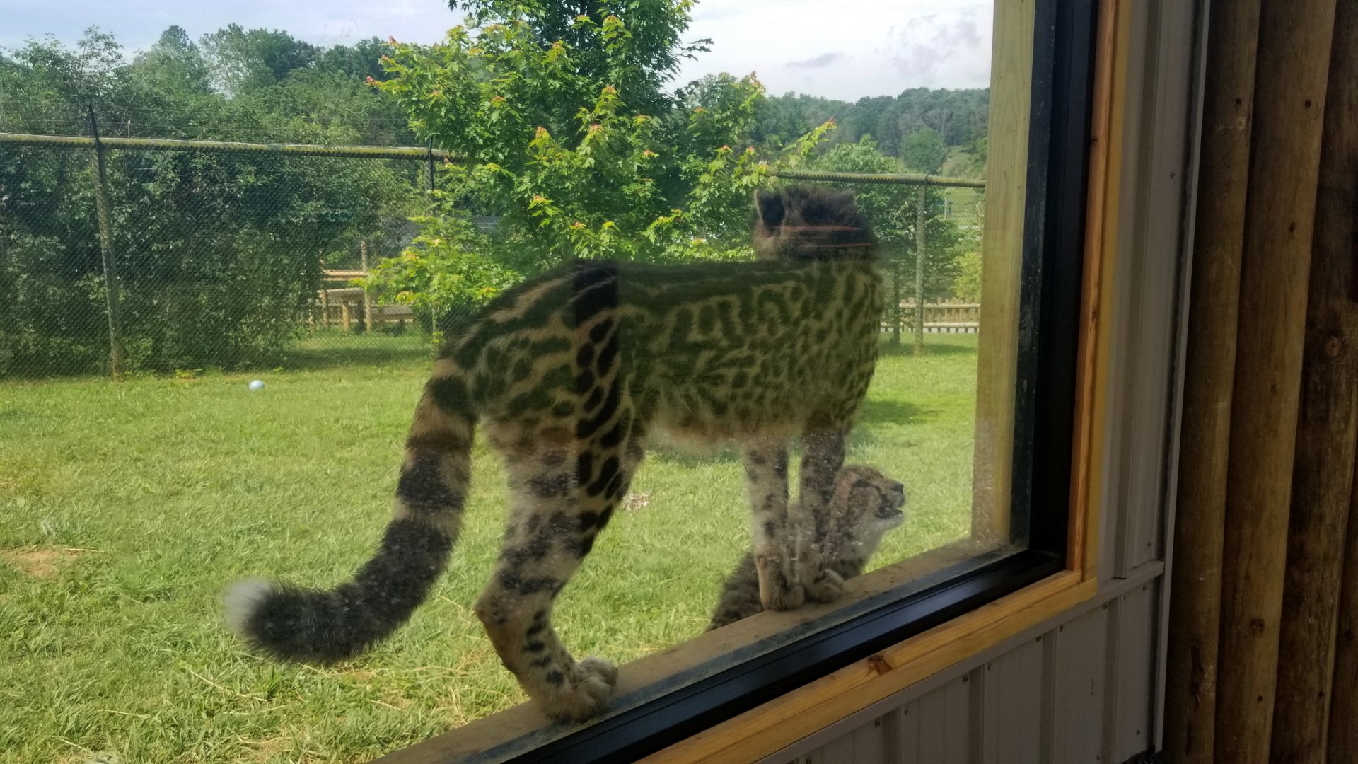 Virginia Safari Park - 8 month old king cheetahs