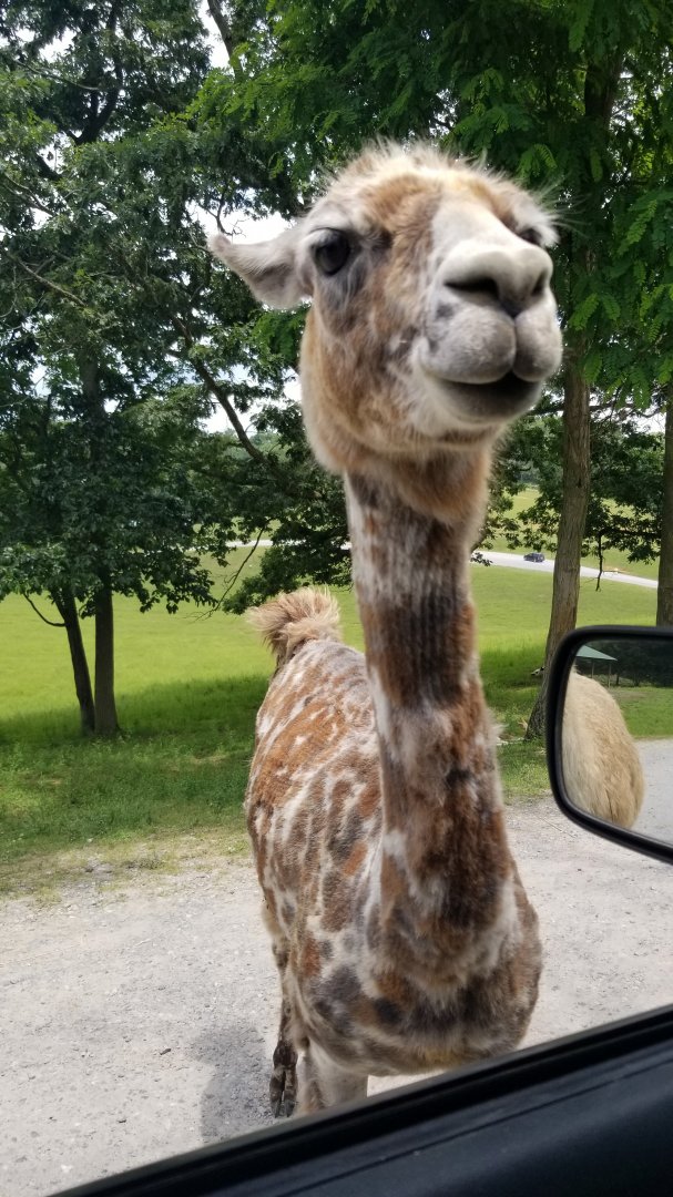 Virginia Safari Park - A very interesting looking llama