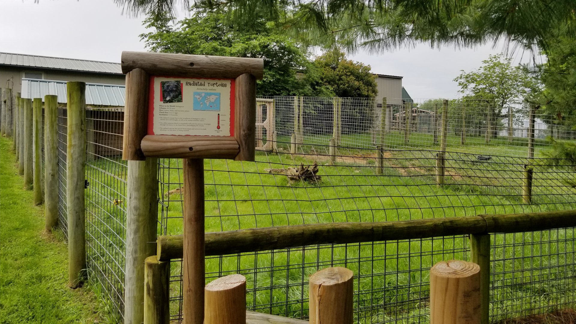 Virginia Safari Park - Adult radiated tortoises