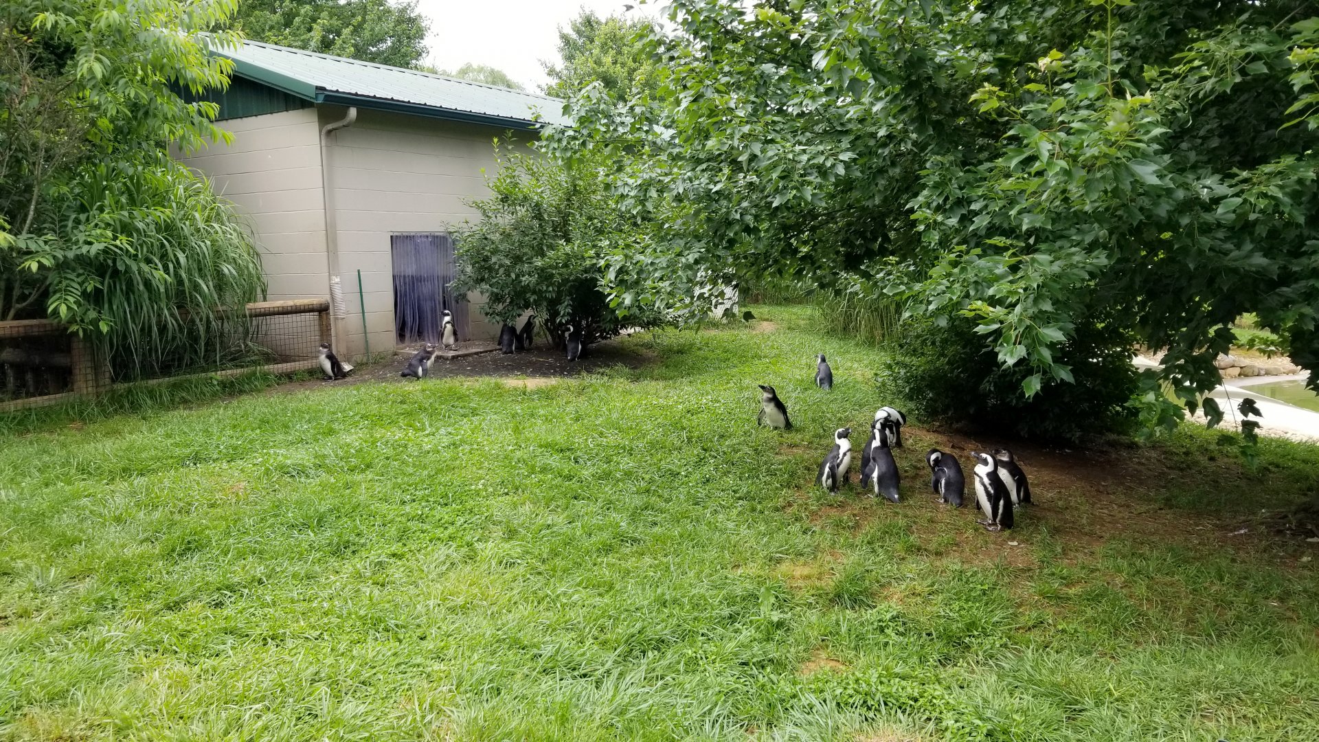 Virginia Safari Park - African Penguins, back corner and entrance to indoors