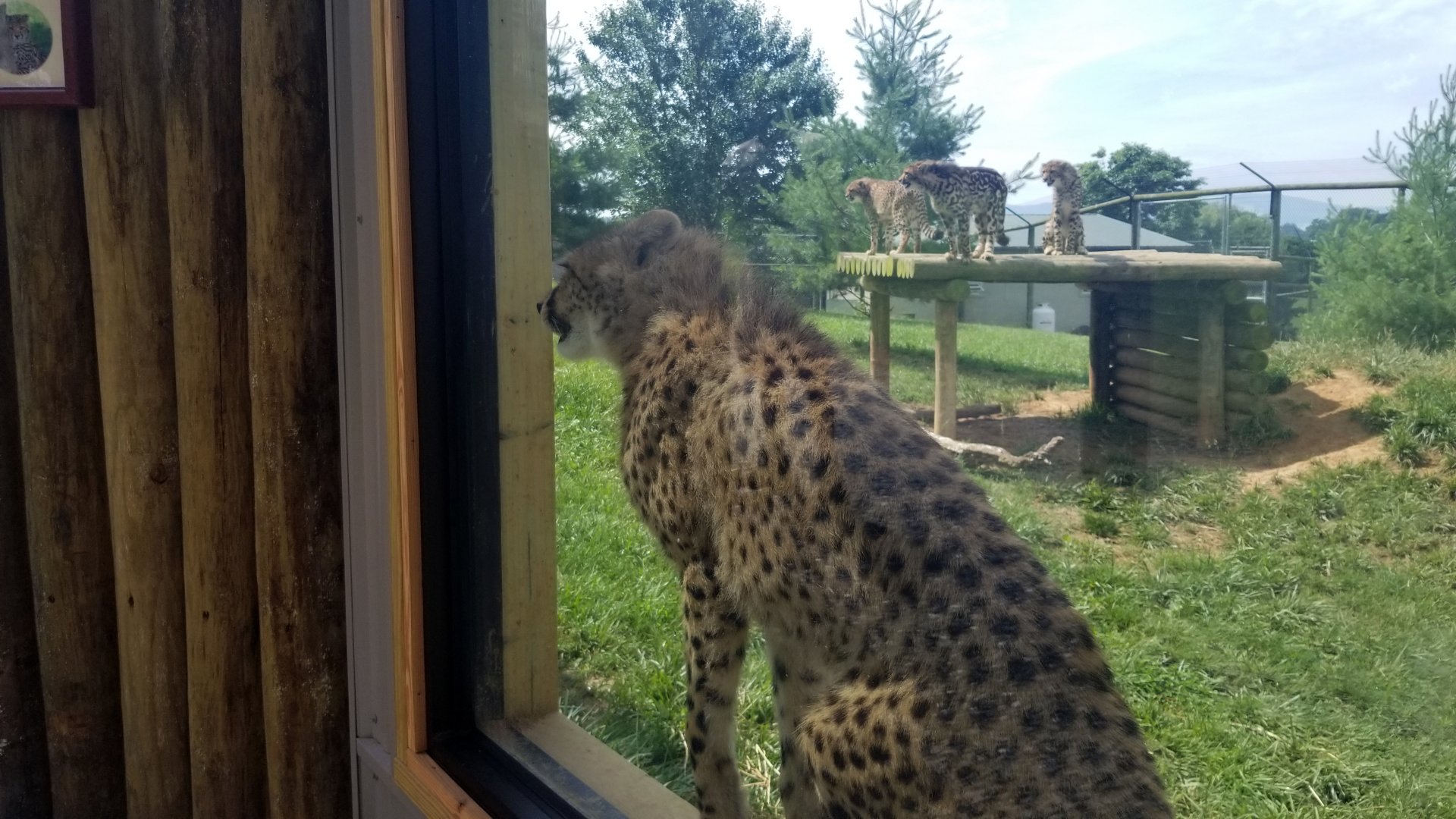 Virginia Safari Park - All 4 cubs