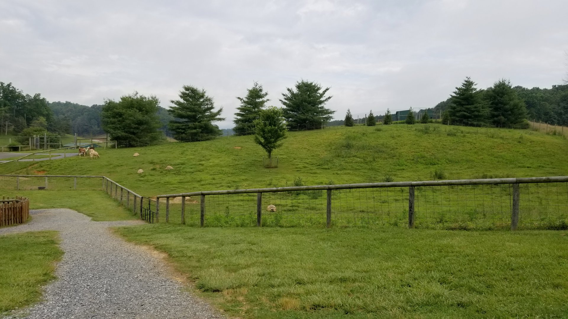 Virginia Safari Park - Alpaca and Aldabra yard, viewed from above/right