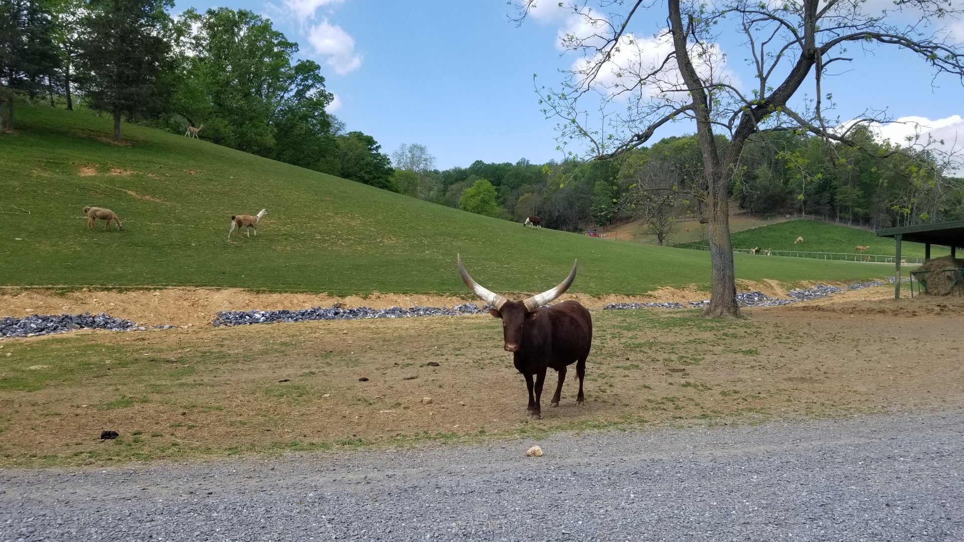 Virginia Safari Park - Ankole-Watusi cattle