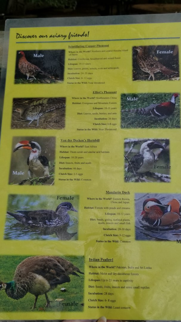 Virginia Safari Park - Aviary species