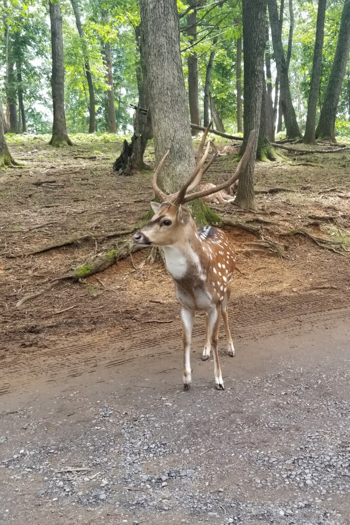 Virginia Safari Park - Axis Deer