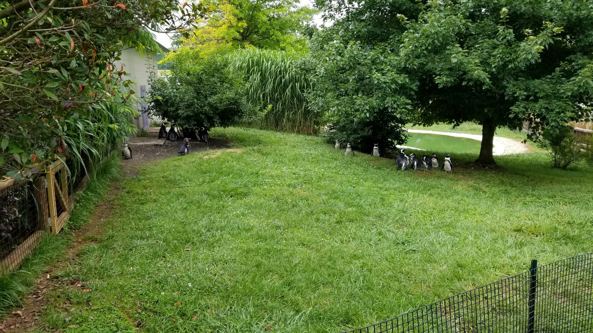 Virginia Safari Park - back corner of African Penguins