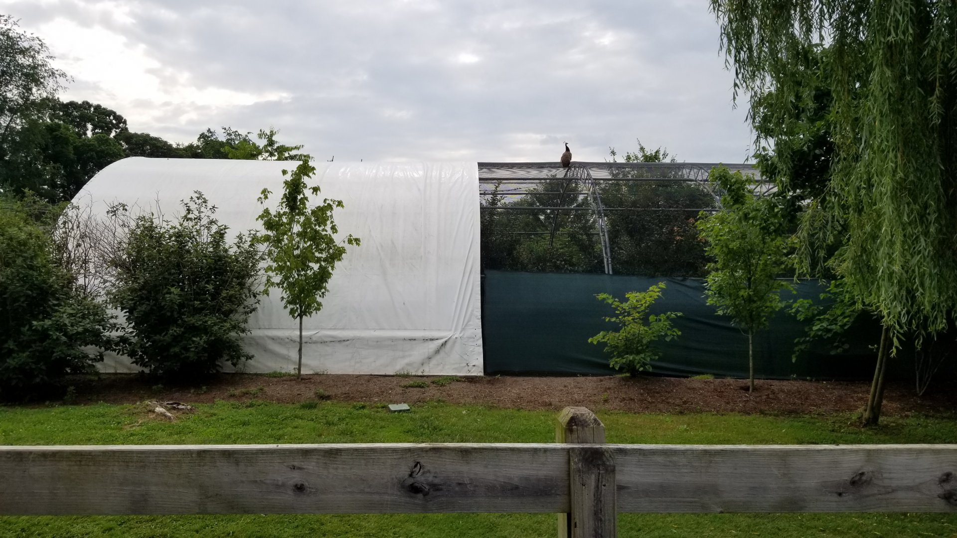 Virginia Safari Park - Back/side view of pheasant aviary