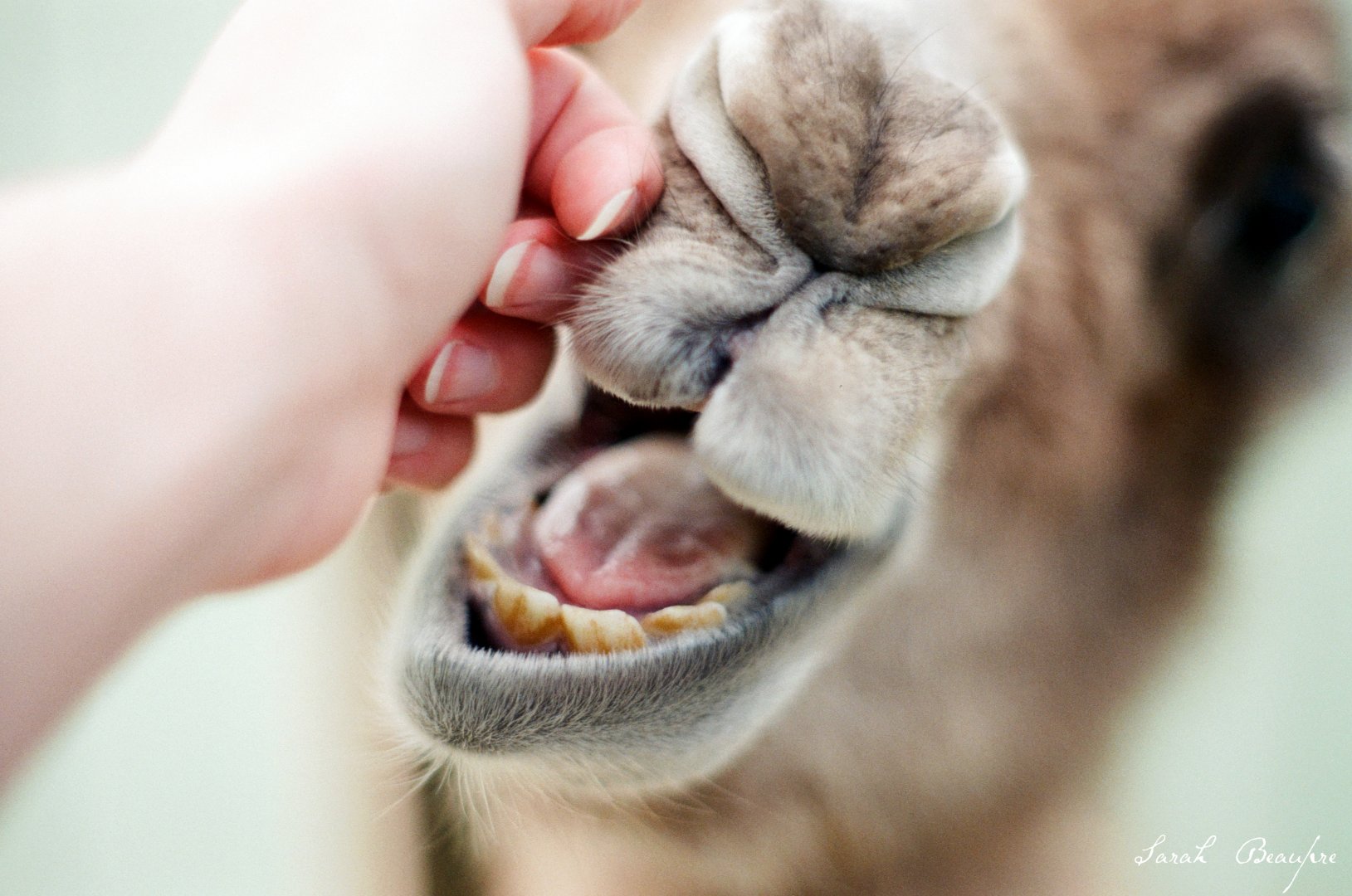 Virginia Safari Park - Bactrian calf scritches
