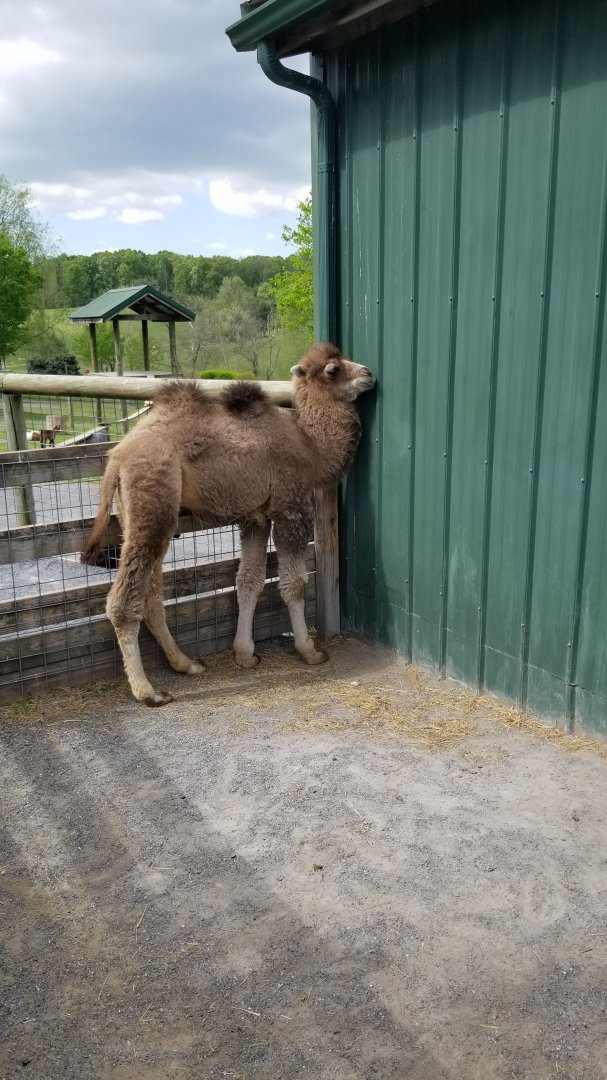 Virginia Safari Park - Bactrian camel calf