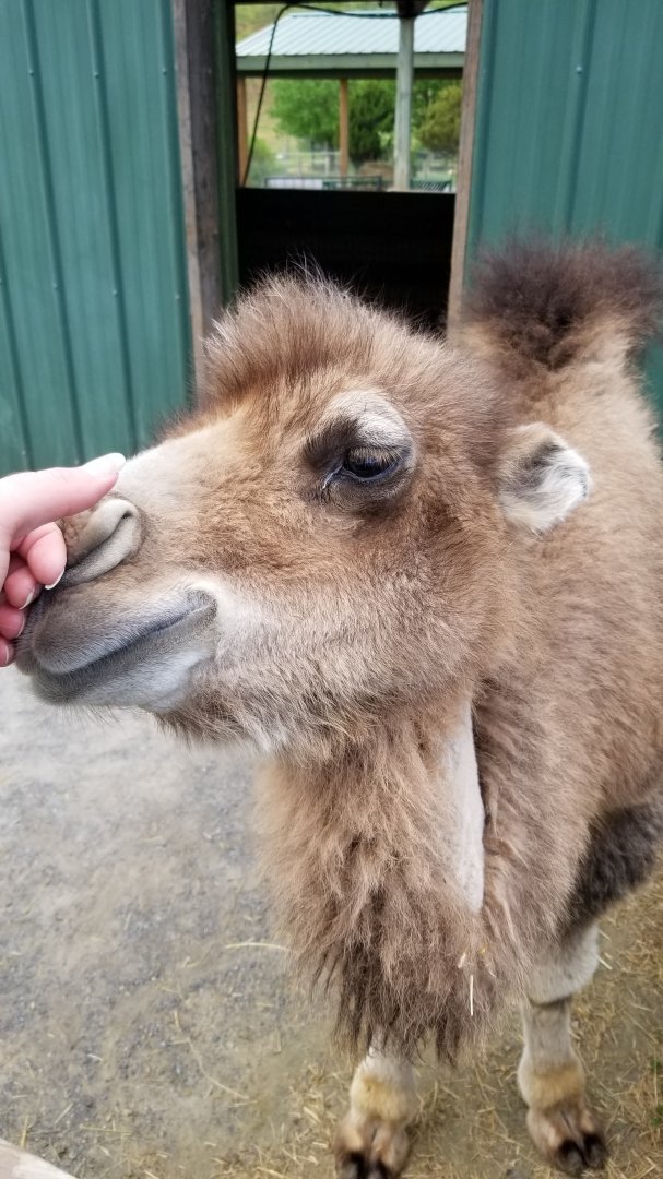 Virginia Safari Park - Bactrian camel calf