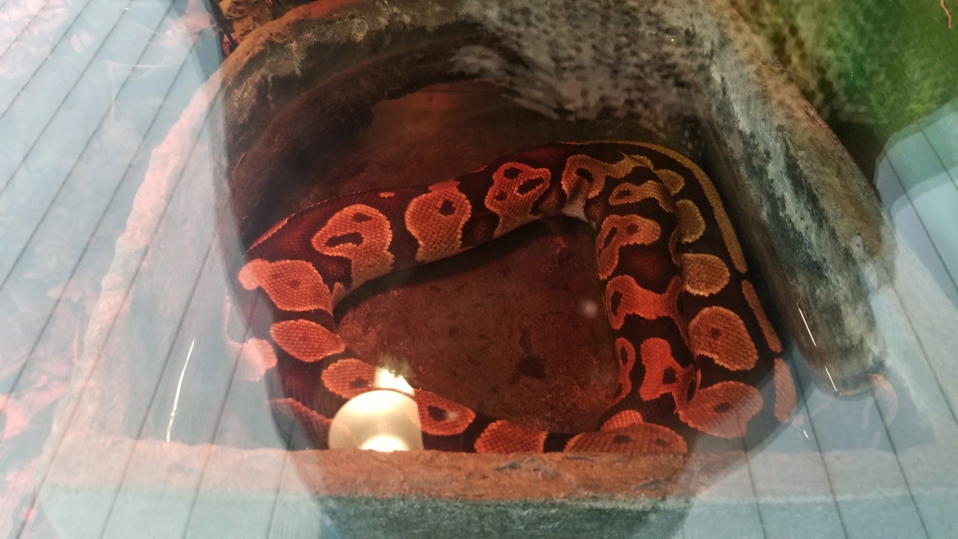 Virginia Safari Park - Ball Python