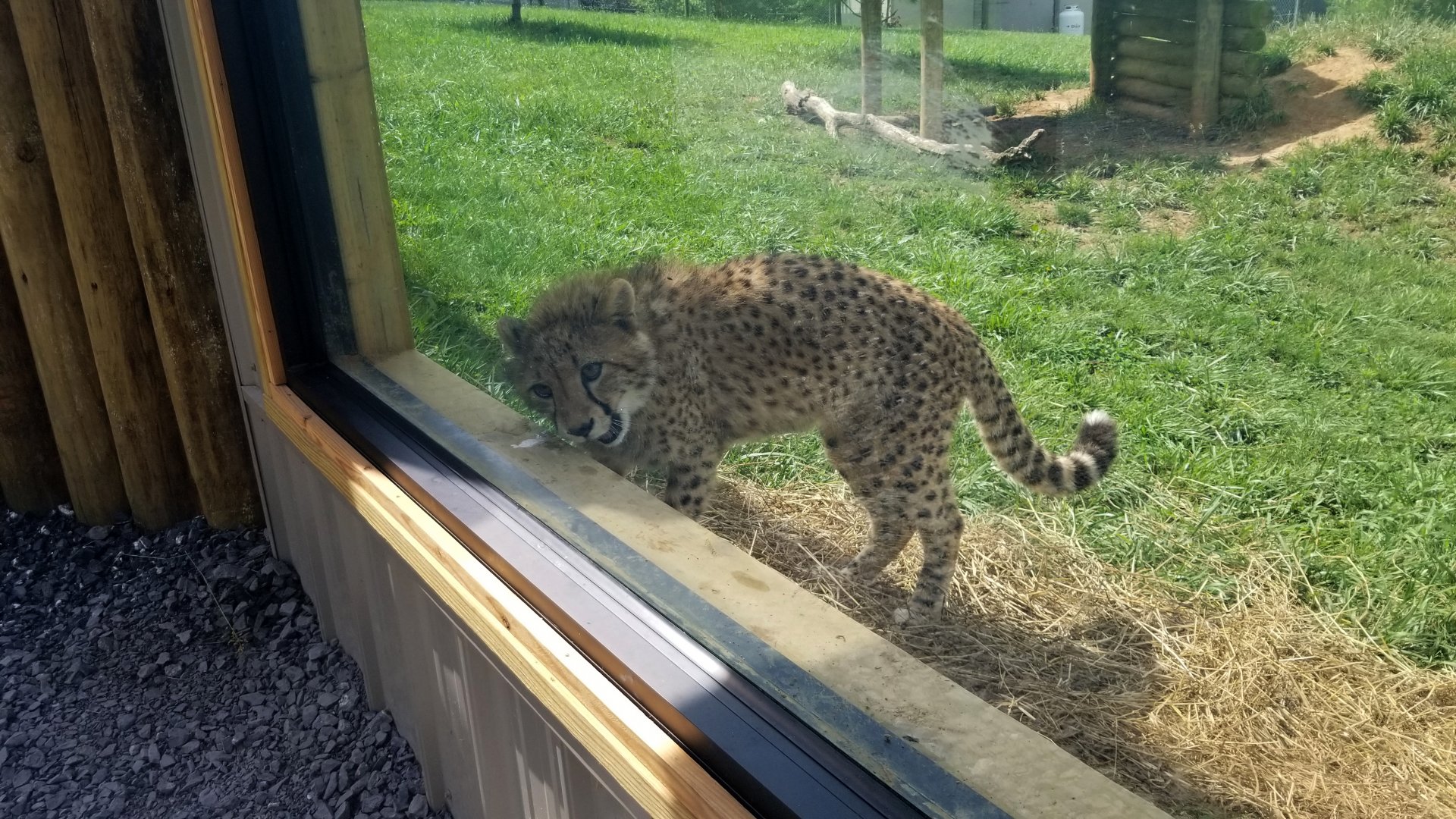 Virginia Safari Park - Being adorable