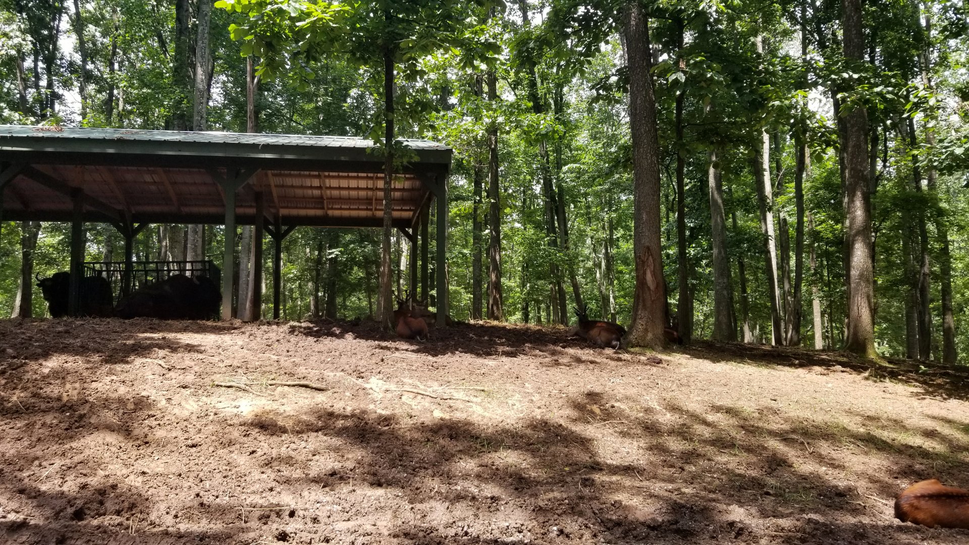 Virginia Safari Park - Bison hang out