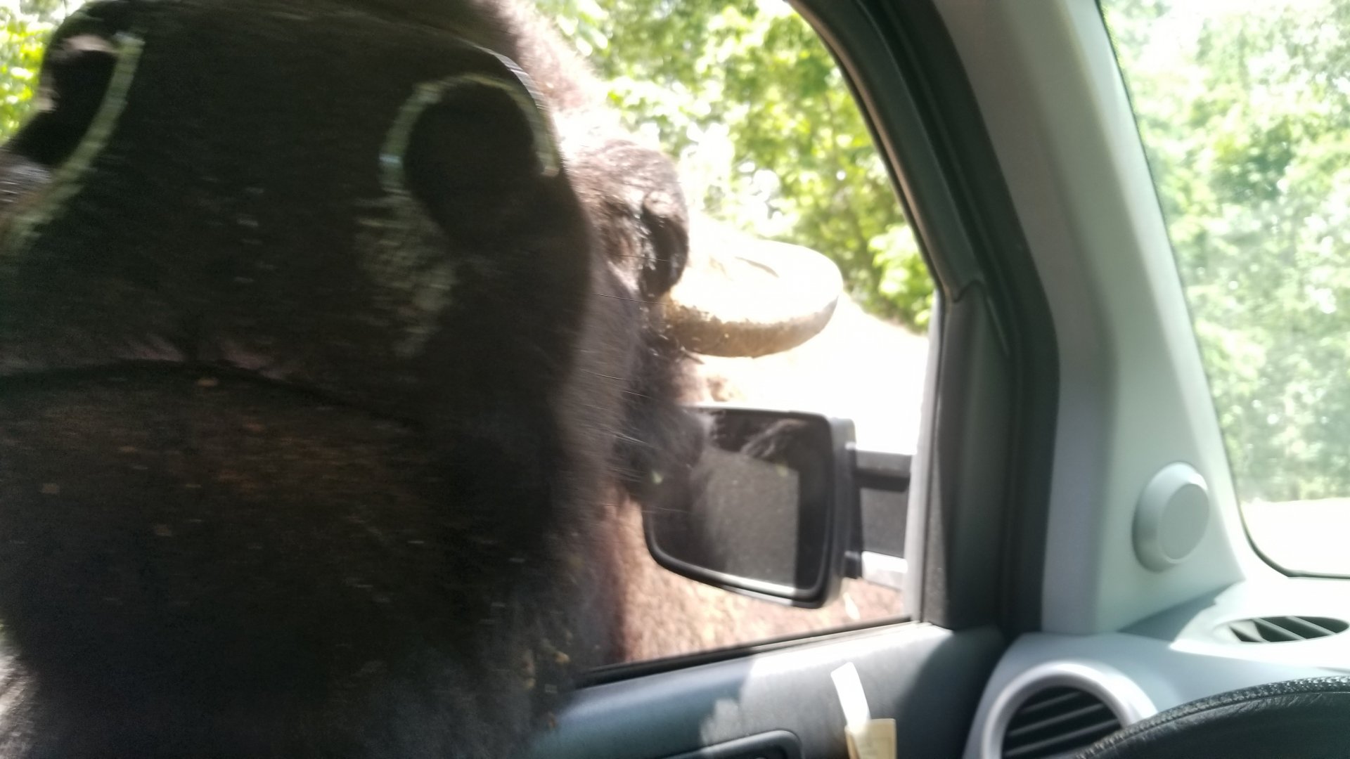 Virginia Safari Park - Bison kiss