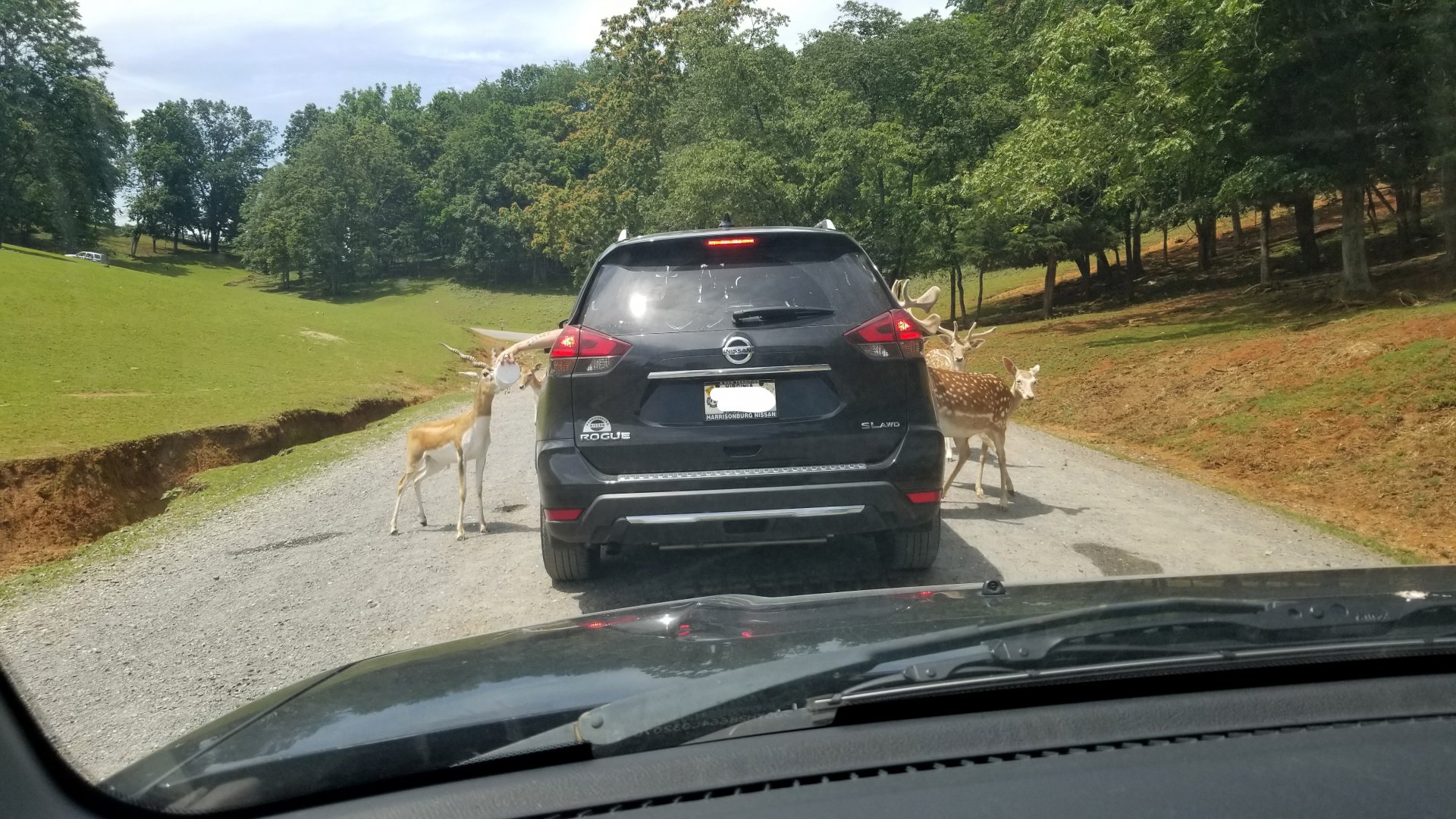 Virginia Safari Park - Blackbuck, deer