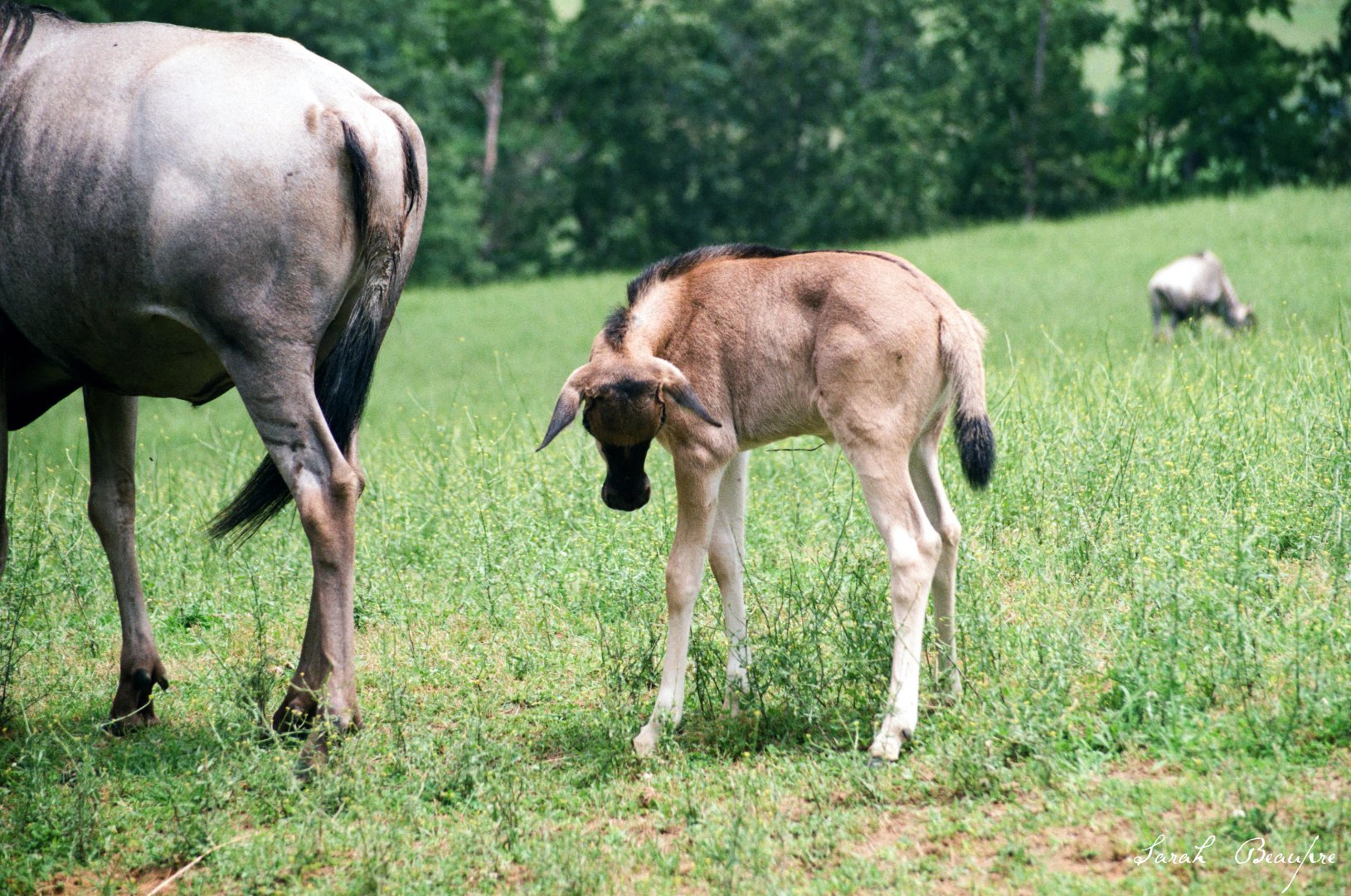 Virginia Safari Park - Blue wildebeest calf, June 2020