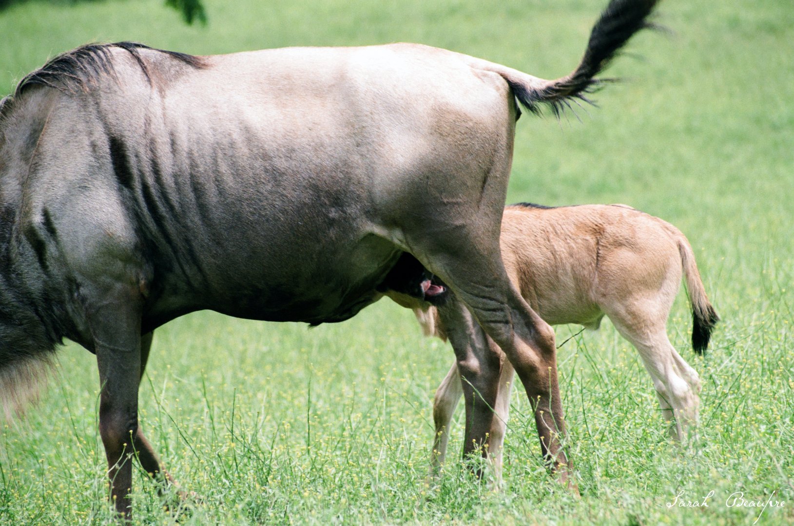 Virginia Safari Park - Blue wildebeest nursing, June 2020