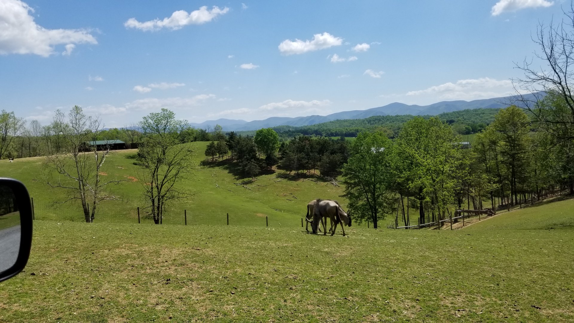 Virginia Safari Park - Blue wildebeest, view of Appalachian mountains