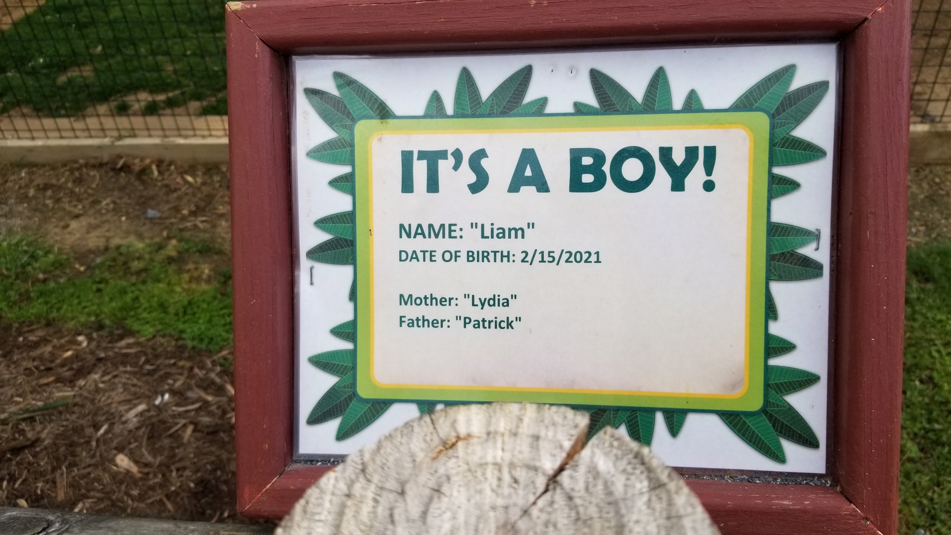 Virginia Safari Park - Brown-headed Spider Monkey baby