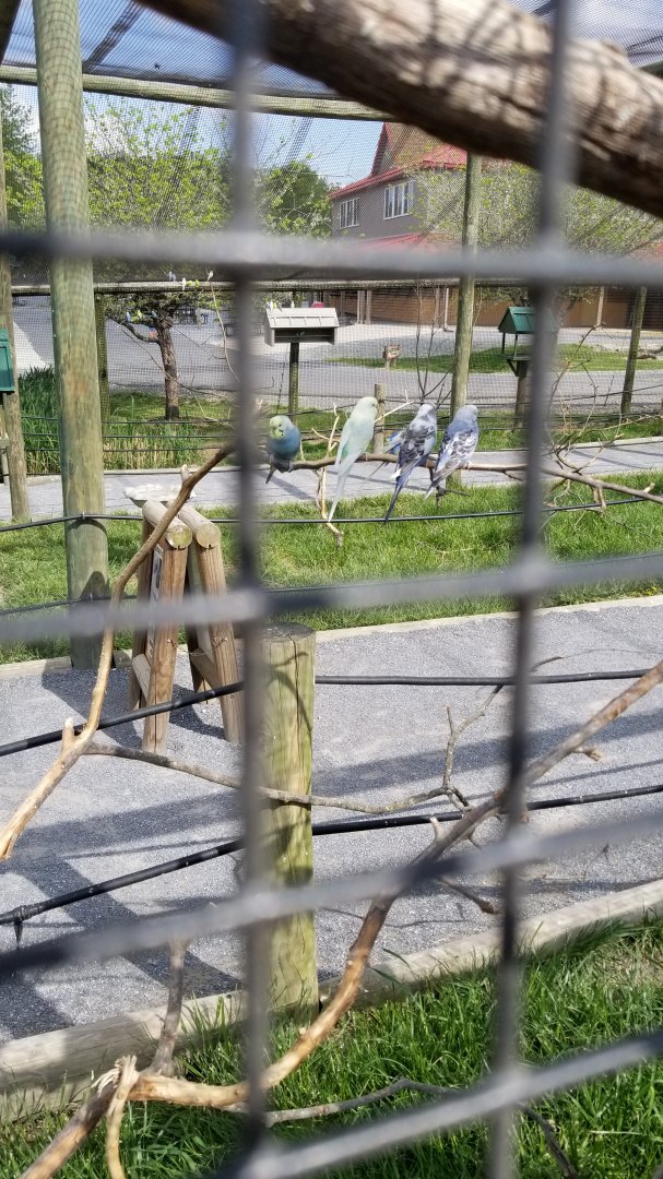 Virginia Safari Park - Budgies