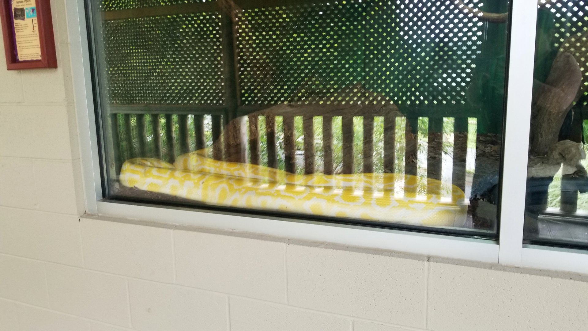 Virginia Safari Park - Burmese python