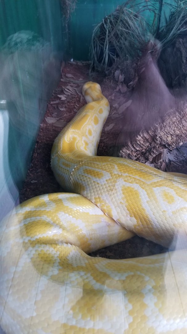 Virginia Safari Park - Burmese Python