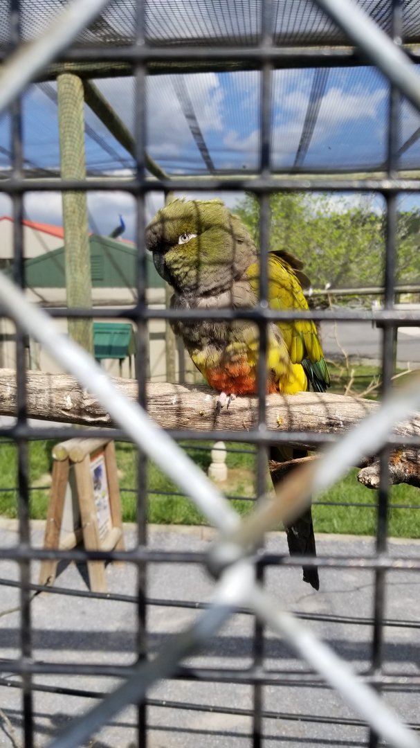 Virginia Safari Park - Burrowing parrot