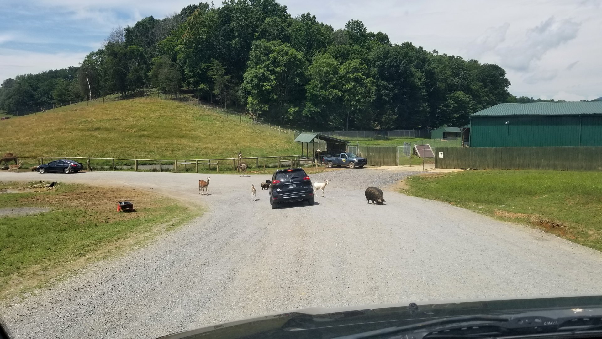 Virginia Safari Park - Camel yard