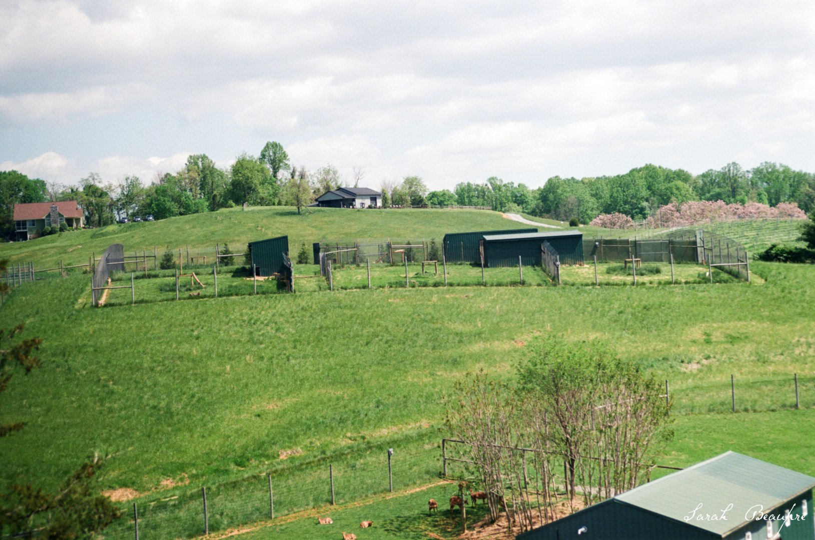 Virginia Safari Park - Cheetah breeding center (up on hill)