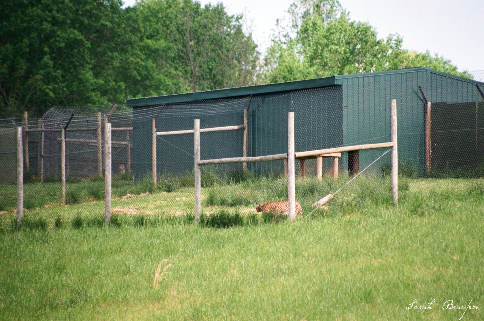 Virginia Safari Park - Cheetah breeding center (up on hill)