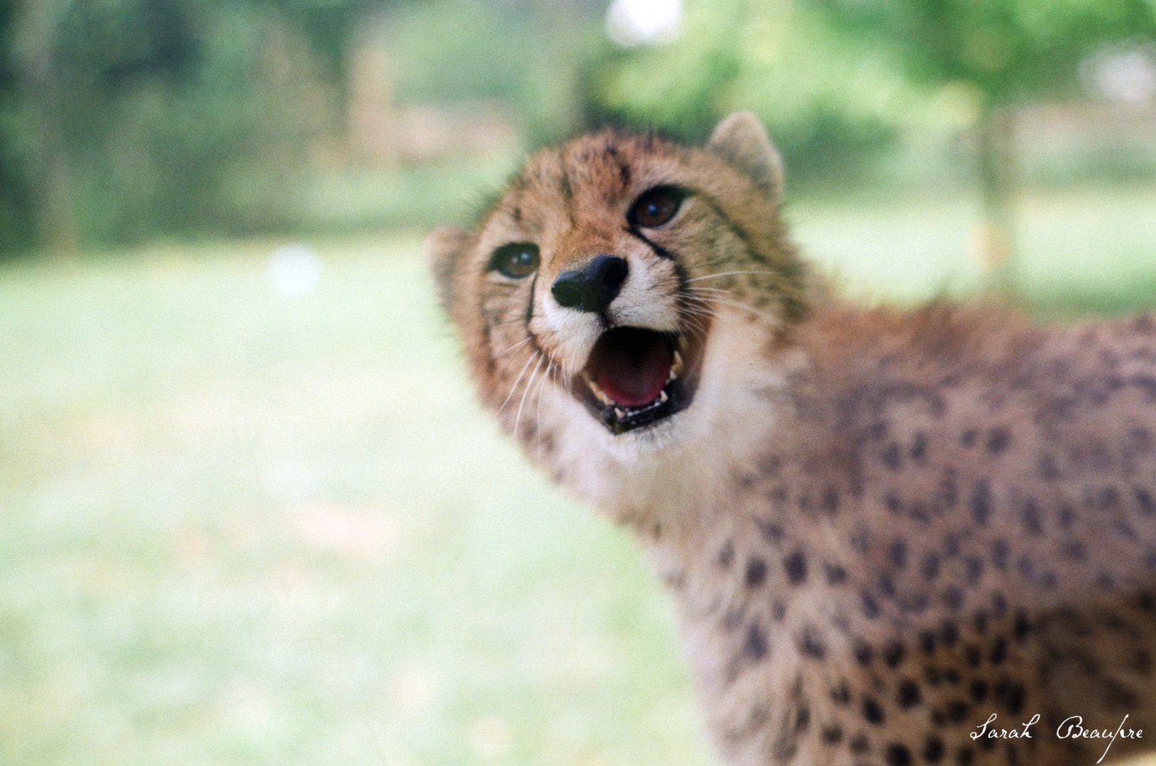 Virginia Safari Park - Cheetah cub, June 2020