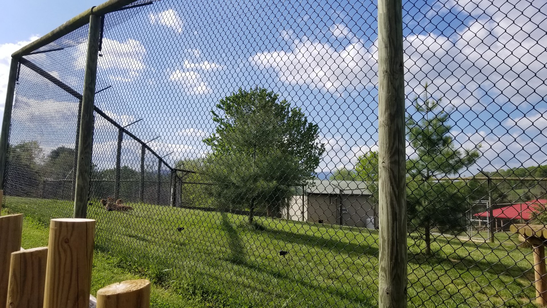 Virginia Safari Park - Cheetah exhibit #2 (cubs)