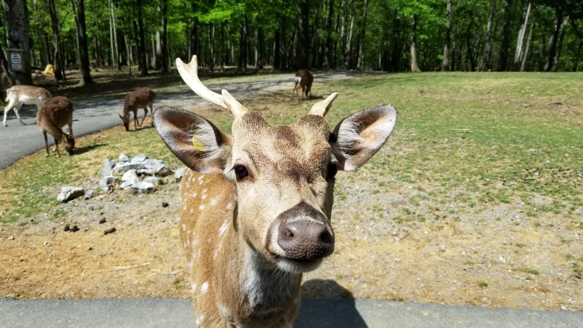 Virginia Safari Park - Chital