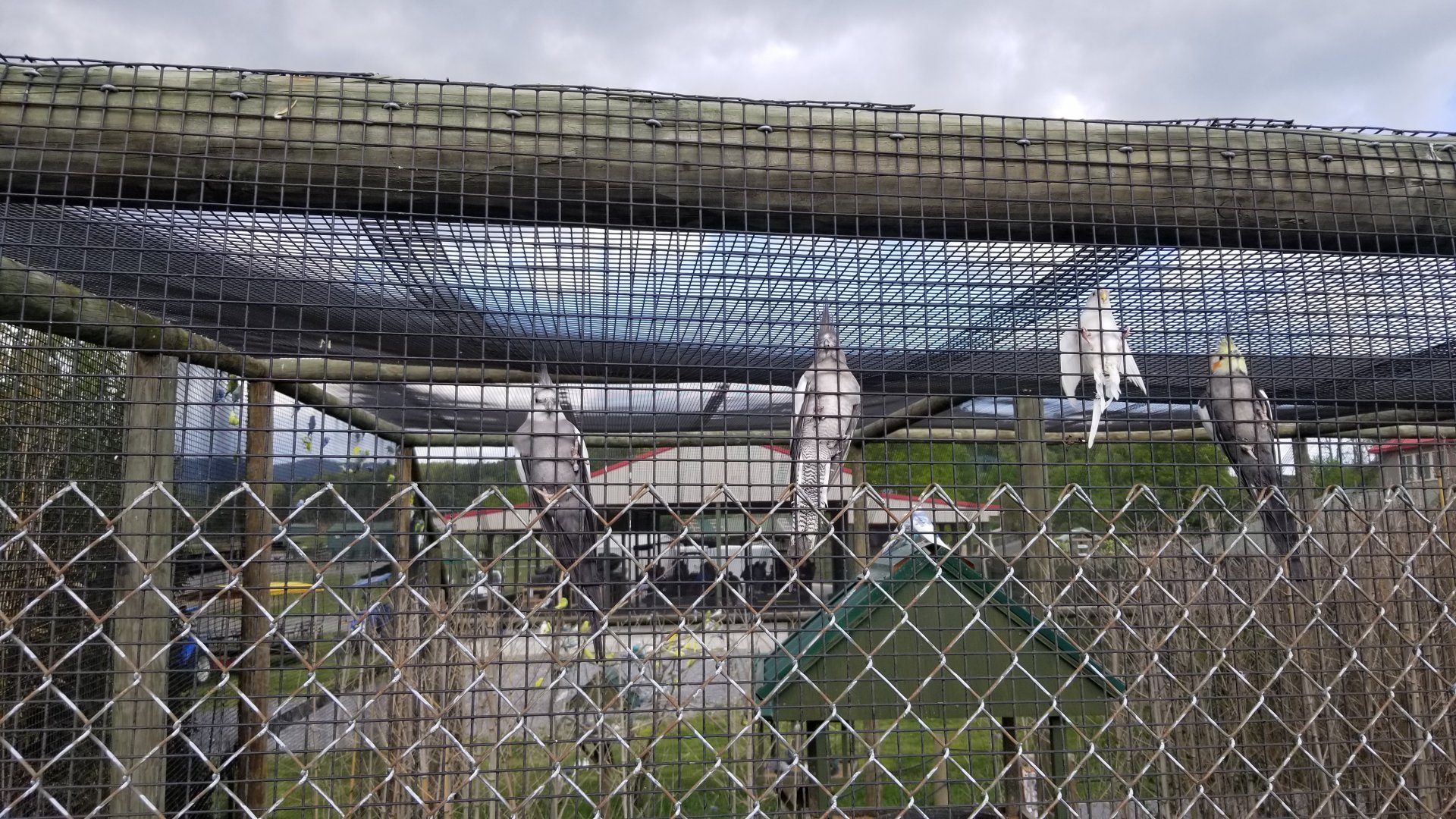 Virginia Safari Park - Cockatiels